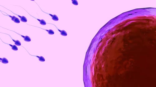 Fertilization, 3d rendering sperm fertilize with ovum