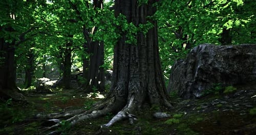 Dense Forest with Towering Trees and Lush Green Foliage in Daylight
