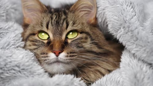 Cute Tabby Cat Lies Wrapped in a Blanket Concept of Adorable Pets