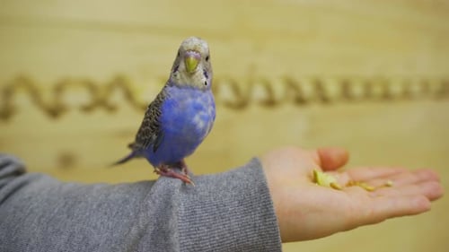 A Budgerigar on a Hand Pecks at Bird Food