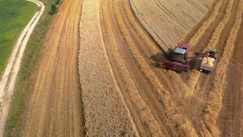 harvest in the field. Aerial film. Pouring grain into the trailer. Mowing cereals in a sunny summer