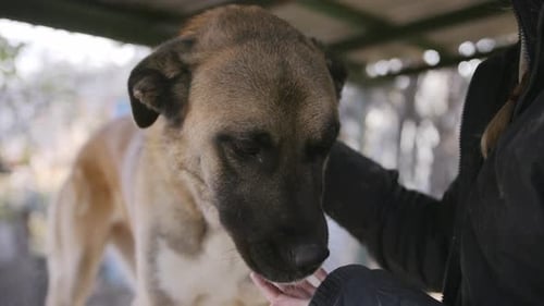 Zeitlupenaufnahmen von Händen, die Hals und Kopf eines Hundes streicheln.