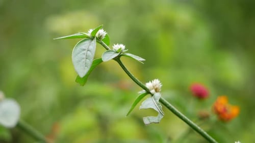A plant with white flowers is shown up close