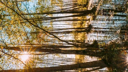 Wald, Bäume, Wald, die dastehen