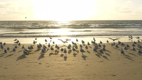 Seagulls on Beach at Sunset Tracking