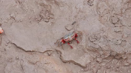 Eine kleine rote Krabbe, die tagsüber über eine schlammige Oberfläche läuft, Nahaufnahme