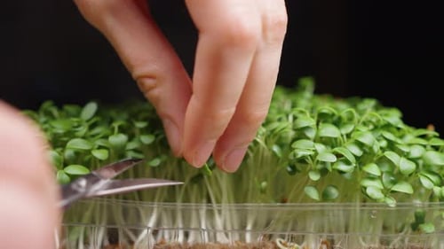 Une femme découpe à la main des micropousses avec des ciseaux pour les ajouter à un plat
