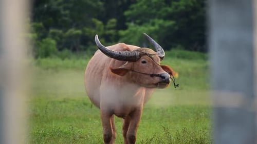 Water Buffalo Grazing in a Green Field
