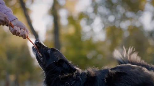 Frau verlobt sich mit einem temperamentvollen Hund, der im Park am Spielzeugseil zieht