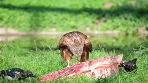 Ein großer brauner Adler frisst Greifvögel in freier Wildbahn mit frischem Fleisch