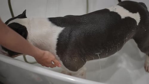 Dog Getting Washed in a Bathtub