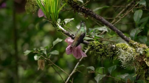 A small iridescent hummingbird hovers and lands on a branch in a forest in Ecuador, South America as