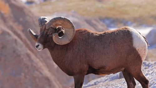 Wild Bighorn Sheep in Badlands National Park