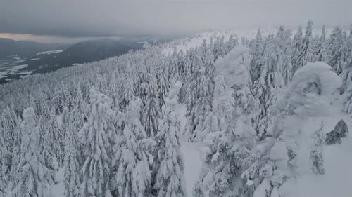 Friedliches Fliegen zwischen verschneiten Bäumen in der Winterwaldlandschaft Luftaufnahme