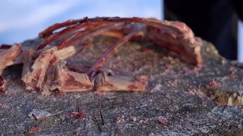 Animal Bones Chopped Apart with Axe on Stump