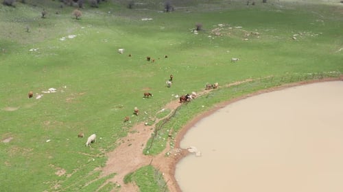 Gado relaxando perto de uma pequena fonte de água natural, indo em direção a um vale verde