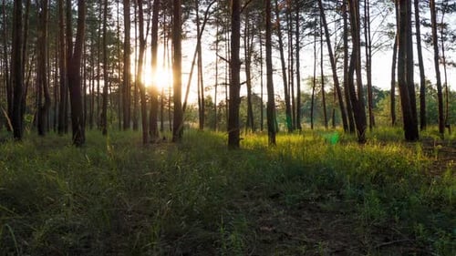 Sunset in the Forest Through the Trees Timelapse