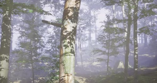 Misty Forest with Tall Trees and Soft Sunlight Filtering Through Leaves