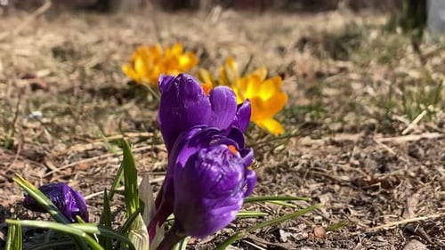 Bee flying around purple crocus flowers