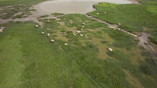 Aerial view of sheep grazing near Mont Saint Michel, France.