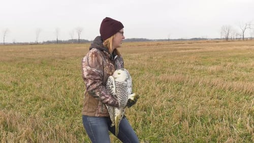 Woman Releases Snowy Owl into Grassy Field