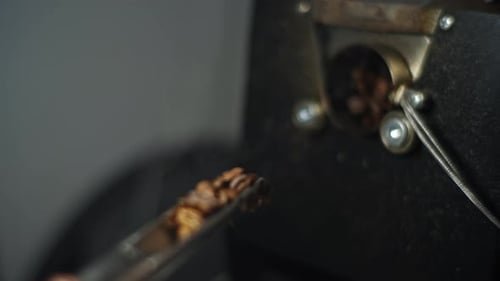 Person checking the roasting level of the coffee beans from