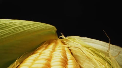 Extreme Close Up of Corn on the Cob