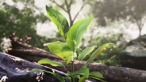 Small Plant Growing on Rock