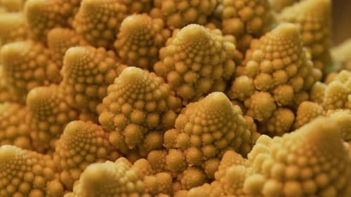 Green Romanesco Cabbage Pyramidal Details in Macro Roman Cauliflower Superfood