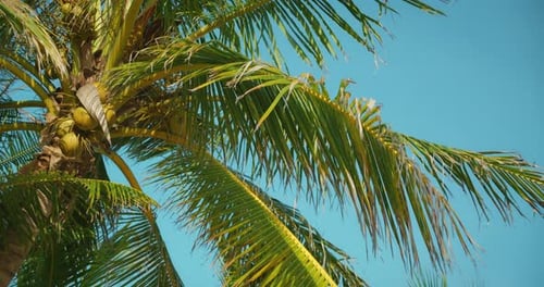 Coconut Palm Tree Against Blue Sky
