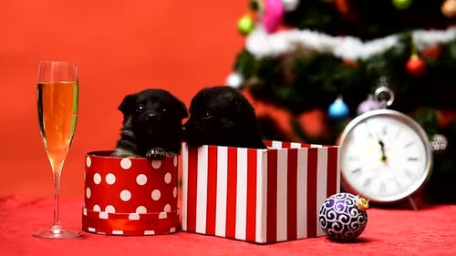 New Year Christmas Puppy in Gift Box Christmas Puppy Funny Pet Cute Puppy Celebrate Christmas Crazy