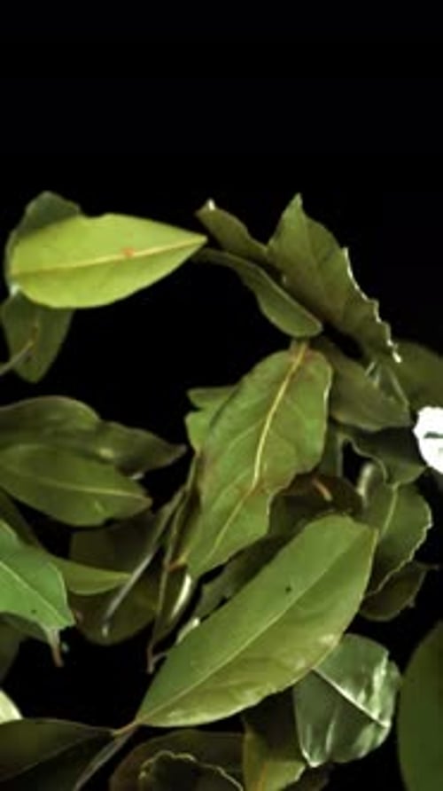 Bay Leaves Fly Up and Fall Down Filmed on a Highspeed Camera at 1000 Fps