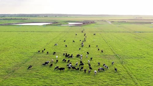 Cattle Grazing on Farmland Pasture Production of Organic Dairy Products Milk Cows Feeding on Green
