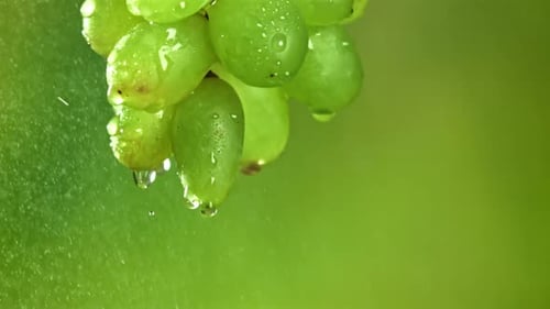 Wasserspray auf Trauben, gefilmt mit einer Hochgeschwindigkeitskamera mit 1000 Bildern pro Sekunde