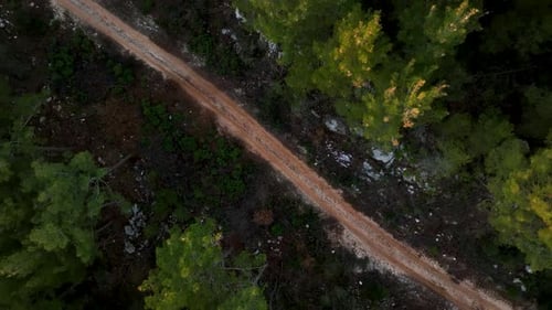 Aerial Top Down View of Gravel Road in Forest in the Autumn Misty Morning