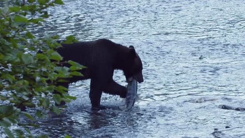Big brown bear carries salmon in spawning river in blue evening light