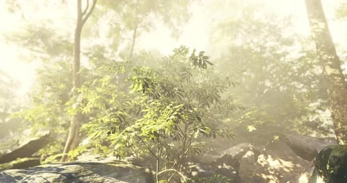 Lush Greenery Enveloped in Morning Mist in a Tranquil Forest Setting