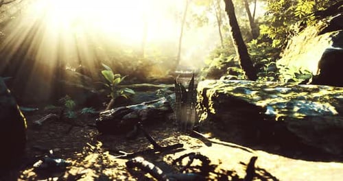 Sunlight Filters Through Lush Foliage in a Vibrant Forest Setting