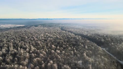 Vista aérea de una mañana brumosa sobre un bosque blanco cubierto de nieve con árboles congelados en el frío invierno