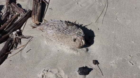 Dead Pufferfish rotting with fly near mouth at the Jervis Bay beach in ...