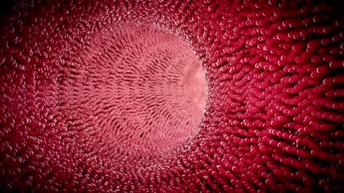 fat cell in the blood, inside the blood vessel