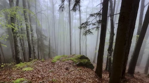 4K footage of a moving camera navigating through a misty forest. The scene captures leaves, moss-cov