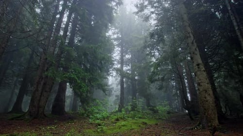 Wald (4K)