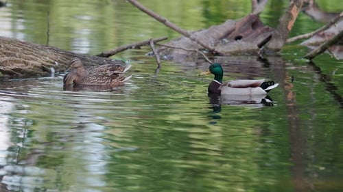 Mallard Ducks Swimming in a Pond