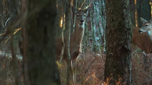 Deer in Forest Observing the Surrounding Environment