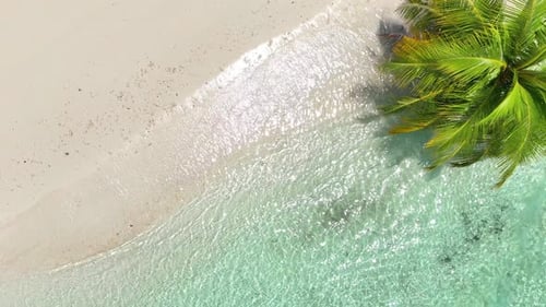 Aerial Top Down View Tropical White Sand Beach with Calm Turquoise Water and Palm Trees Serene