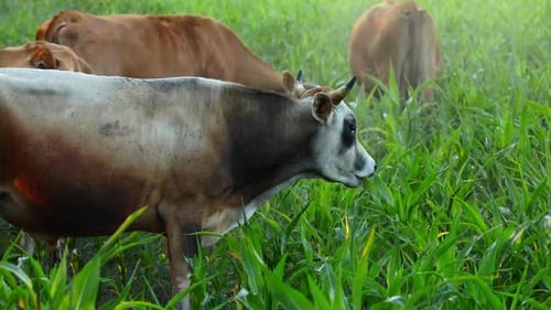 Cows grazing on pasture