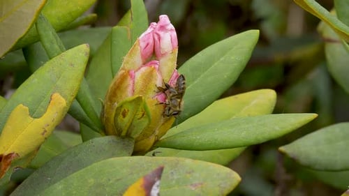 Bees on pink rhododendron flower bud, close-up