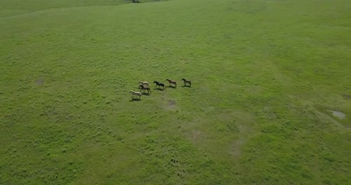 Aerial drone shot of a herd of wild horses running through green prairie grass in the flint hills of