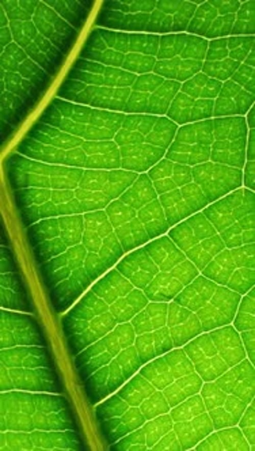 Green Leaf Macro Background Leaf Texture Close Up Bio Eco Nature Concept